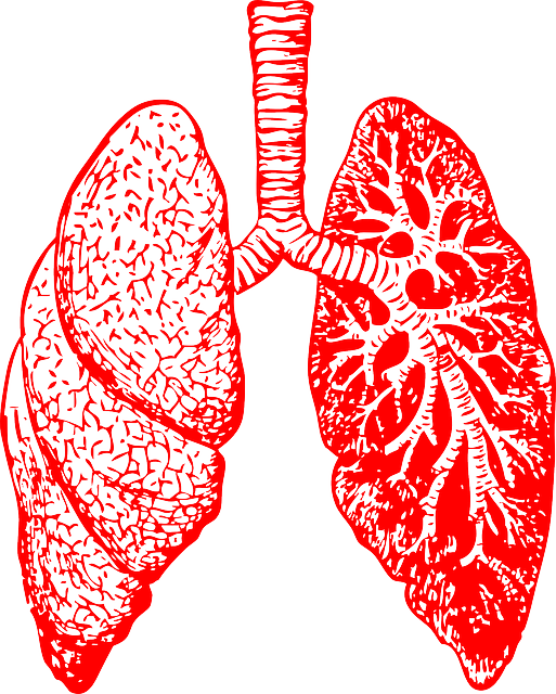 Zeichnung von Lunge